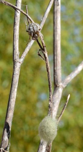 Agalenatea redii