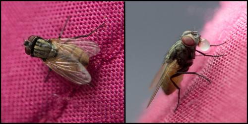 Réf. 170 399 : Musca domestica