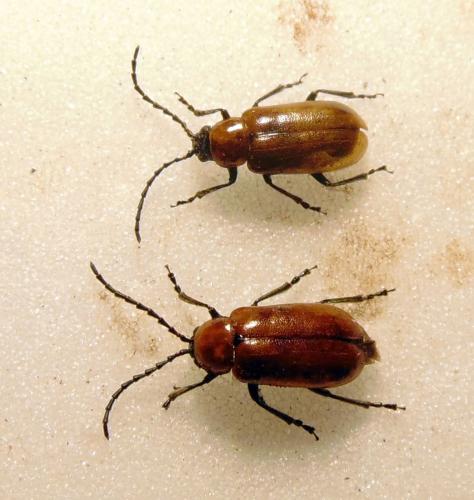Réf. 170 733 : Exosoma lusitanicum