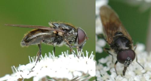 Cheilosia barbata
