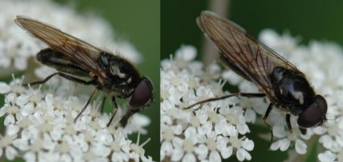 Cheilosia barbata