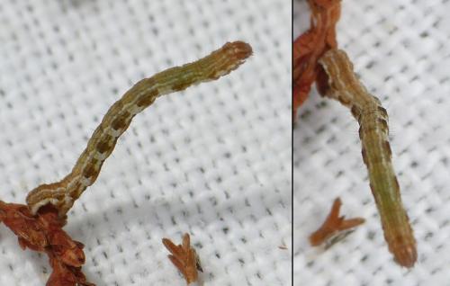 Pachycnemia hippocastanaria