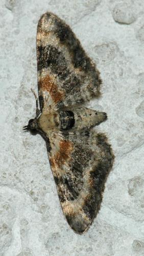 Réf. 170 969 : Eupithecia linariata