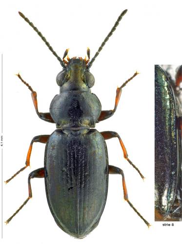 Réf. 170 692 : Bembidion pygmaeum