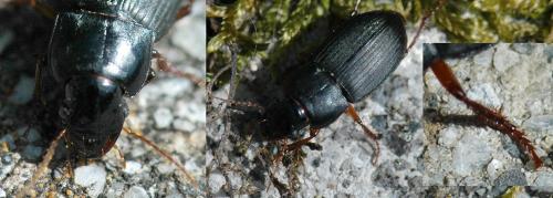 Réf. 170 490 : Harpalus rubripes