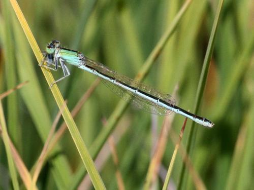 Réf. 170 093 : Ischnura pumilio
