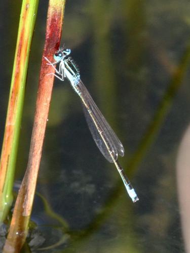 Réf. 170 094 : Ischnura pumilio