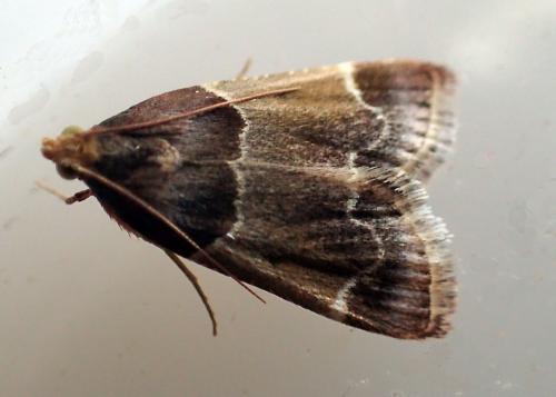 Réf. 170 251 : Pyralis farinalis