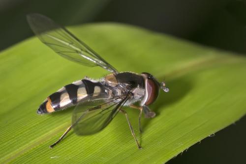 Réf. 170 390 : Meliscaeva auricollis