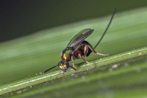 Torymus sp.