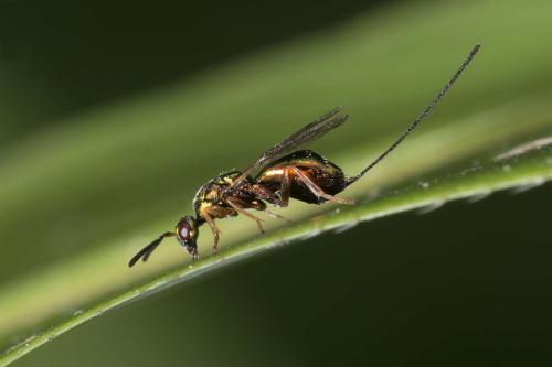 Torymus sp.