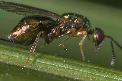 Torymus sp.