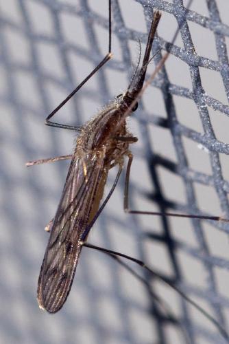 Réf. 170 019 : Anopheles sp.