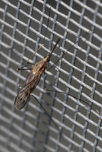 Réf. 170 018 : Anopheles sp.