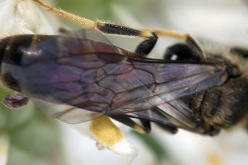 Lasioglossum sp.