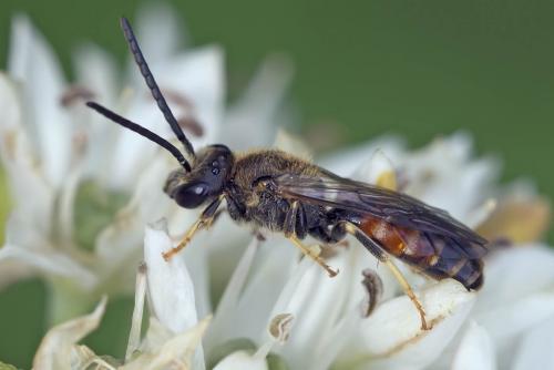 Réf. 170 248 : Lasioglossum sp.