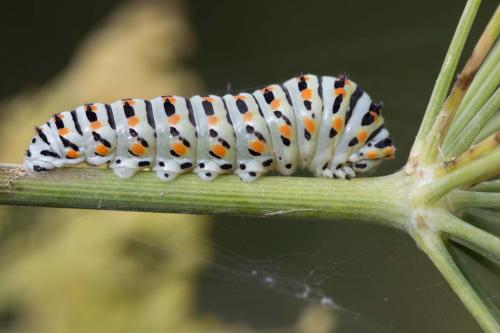 Réf. 170 166 : Papilio machaon