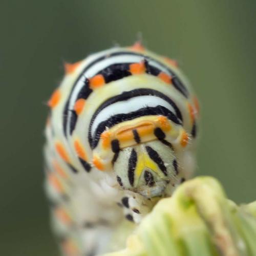 Papilio machaon