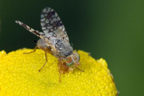 Tephritis praecox