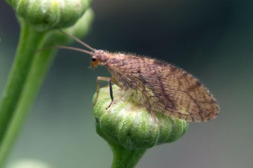 Micromus angulatus