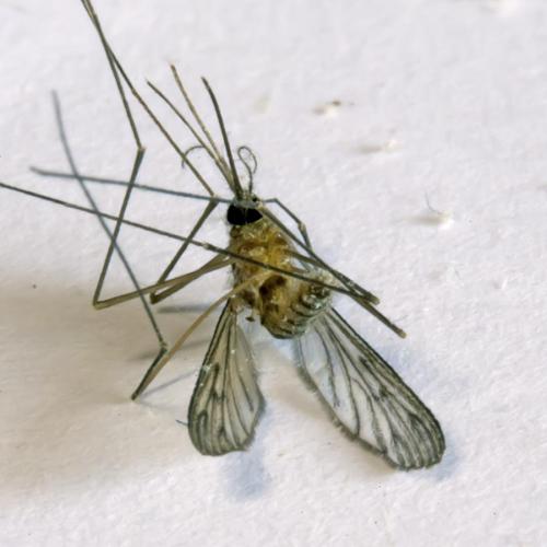 Réf. 170 311 : Anopheles sp.