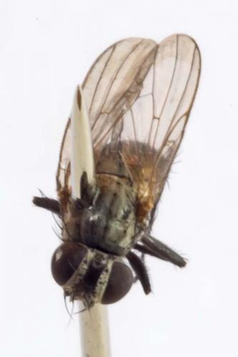 Fannia sp.