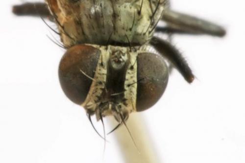 Fannia sp.
