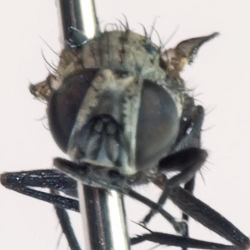 Fannia sp.