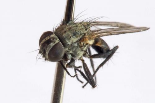 Fannia sp.