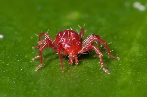 Réf. 170 703 : Anystis sp.