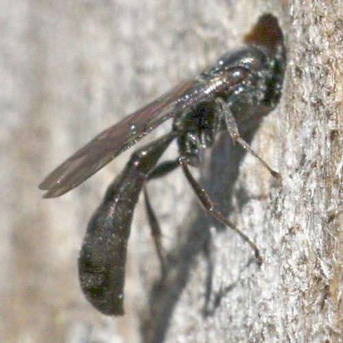 Trypoxylon (clavicerum)