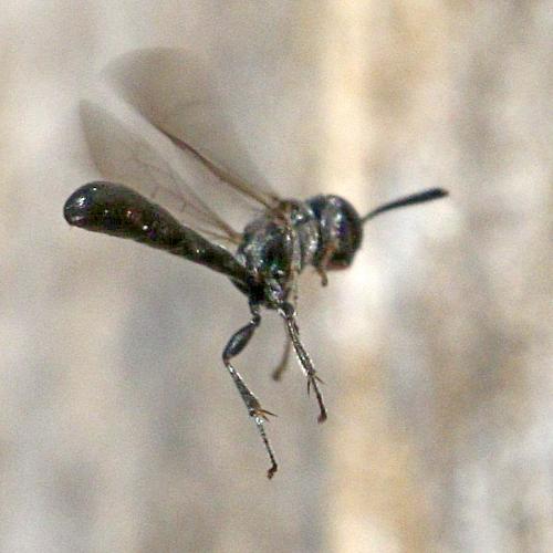 Trypoxylon (clavicerum)
