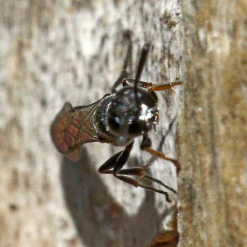 Trypoxylon sp.