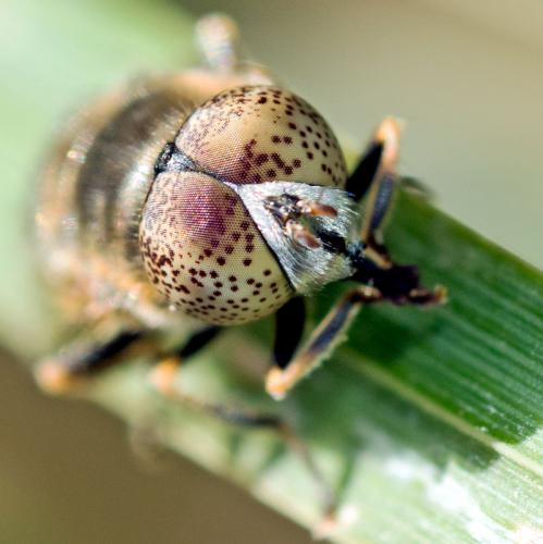 Réf. 170 695 : Eristalinus aeneus