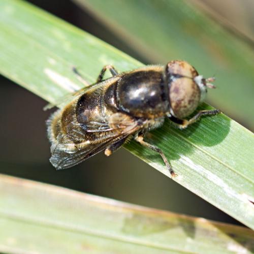 Réf. 170 696 : Eristalinus aeneus
