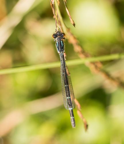 Enallagma cyathigerum