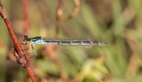 Enallagma cyathigerum