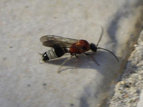 Smicromyrme melanolepis