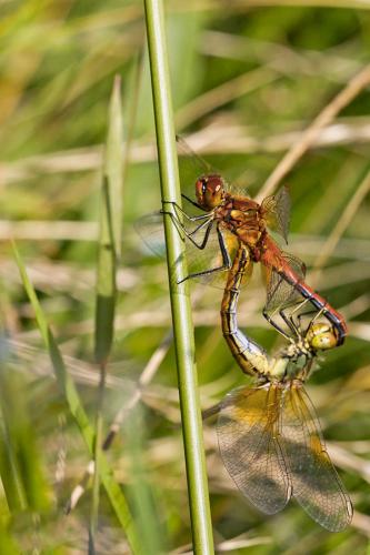 Réf. 170 213 : Sympetrum flaveolum