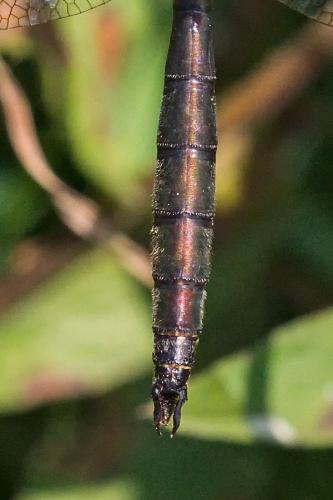 Somatochlora metallica