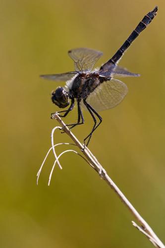 Réf. 170 042 : Sympetrum danae