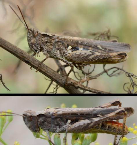 Chorthippus sp.