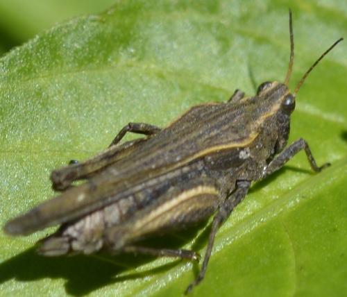 Réf. 170 216 : Tetrix sp.