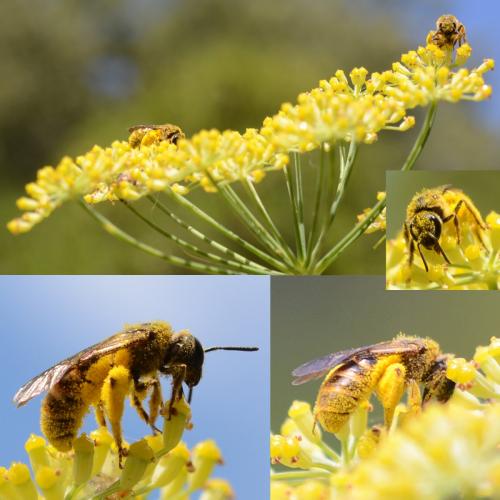 Lasioglossum sp.