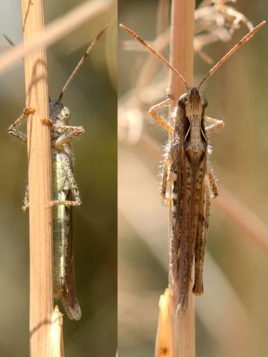 Chorthippus sp.