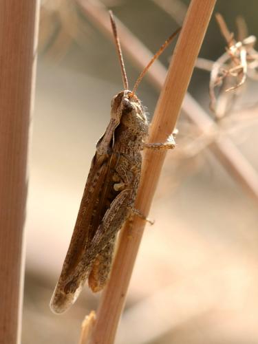 Chorthippus sp.