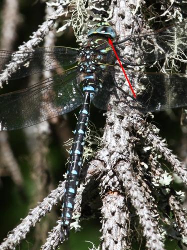Réf. 170 013 : Aeshna juncea