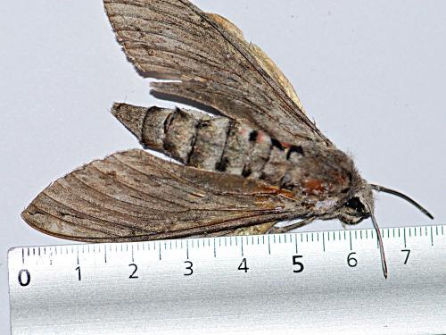 Agrius convolvuli