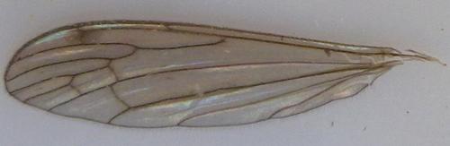 Atypophthalmus inustus
