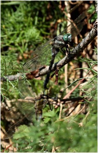 Orthetrum sp.
